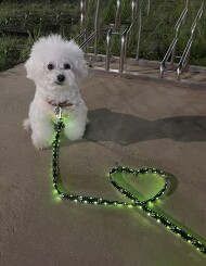 狗狗晚间散步LED牵引绳